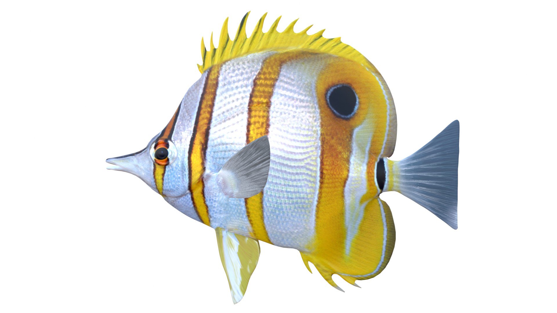 Copper banded Butterflyfish model https://p.turbosquid.com/ts-thumb/9A/tY5UoT/EO/2/jpg/1774424118/1920x1080/fit_q87/ed8774af4fd89596779c50d1b43088d911c7f9c5/2.jpg