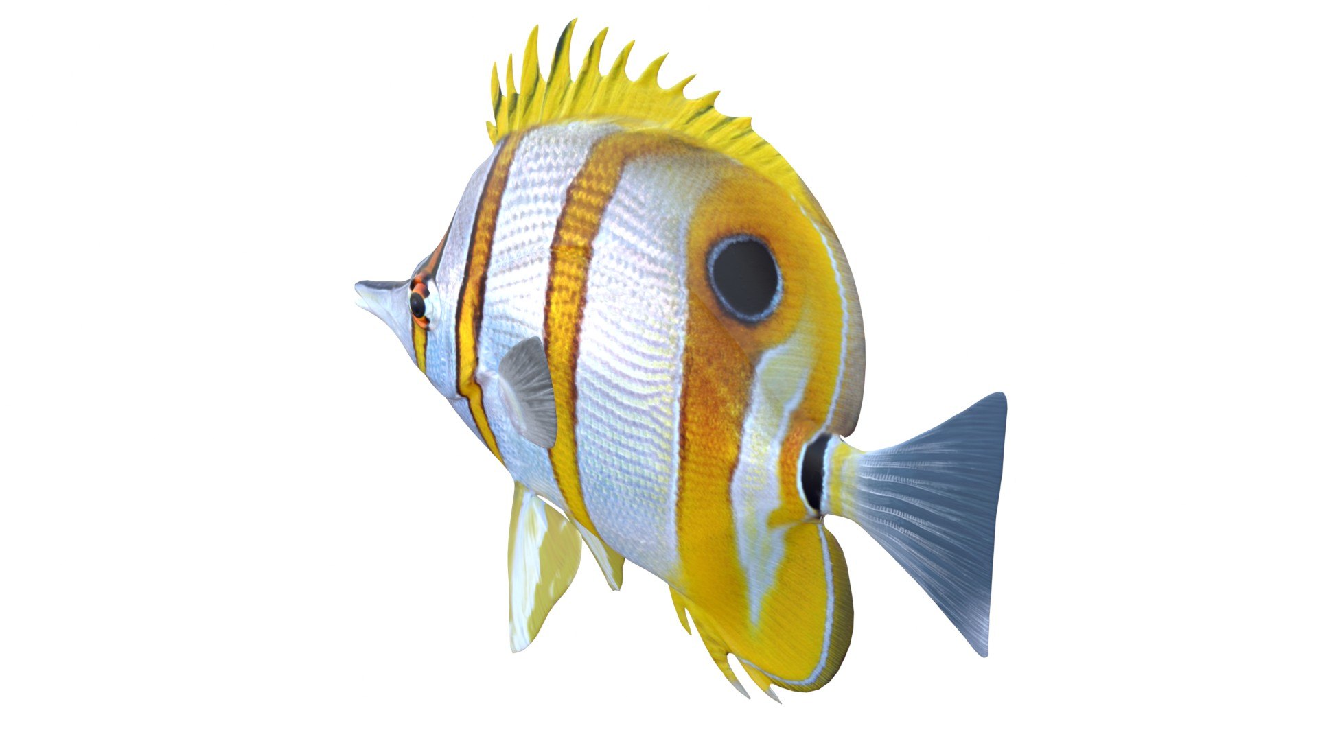 Copper banded Butterflyfish model https://p.turbosquid.com/ts-thumb/9A/tY5UoT/kg/3/jpg/1774424119/1920x1080/fit_q87/c7f8073357fbdf6560556ca6455a1fcb2018db0c/3.jpg