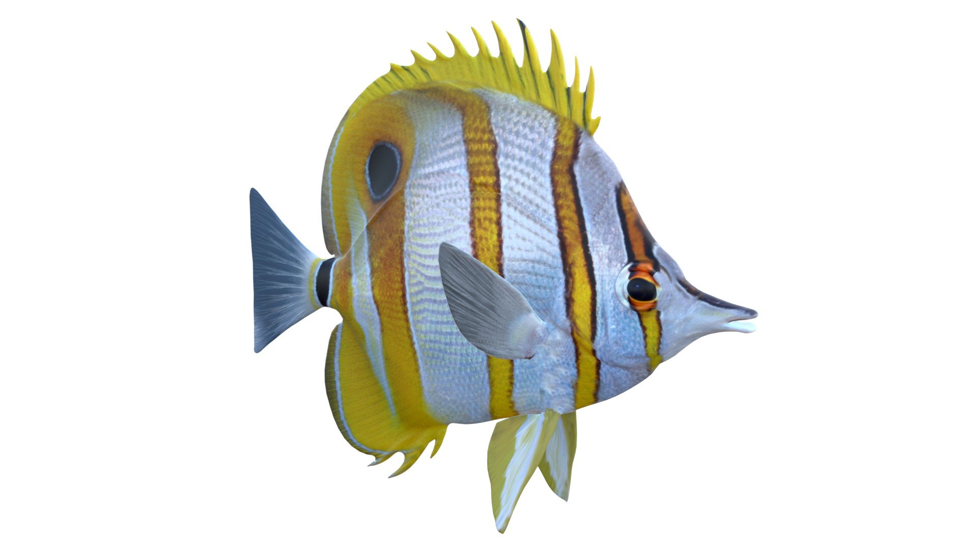 Copper banded Butterflyfish model https://p.turbosquid.com/ts-thumb/9A/tY5UoT/md/4/jpg/1774424119/1920x1080/fit_q87/6396a4976cb845b7806423e218c2c5eb8636273a/4.jpg