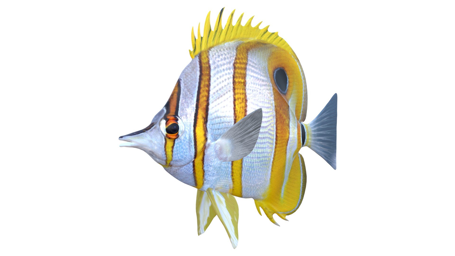 Copper banded Butterflyfish model https://p.turbosquid.com/ts-thumb/9A/tY5UoT/rS/copperbandedbutterflyfish/jpg/1774424117/1920x1080/fit_q87/9c2b7008c634ec38b6d4f2e7b1fc414ff07be2af/copperbandedbutterflyfish.jpg