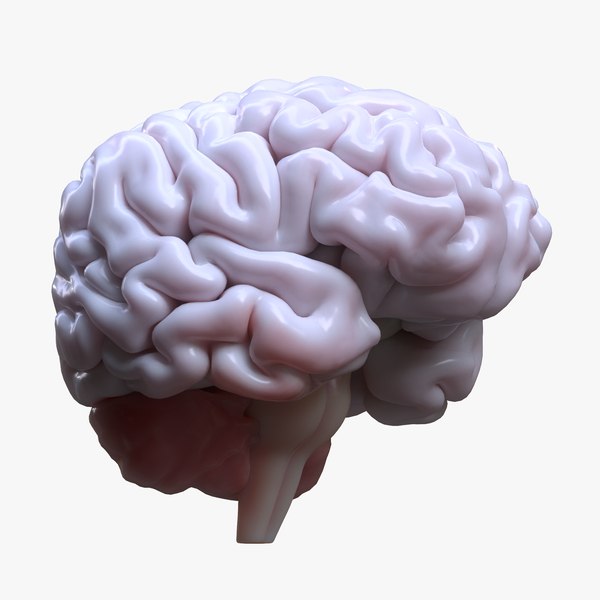 人間の脳3Dモデル - TurboSquid 1823455