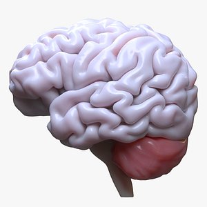 Human Brain 3D