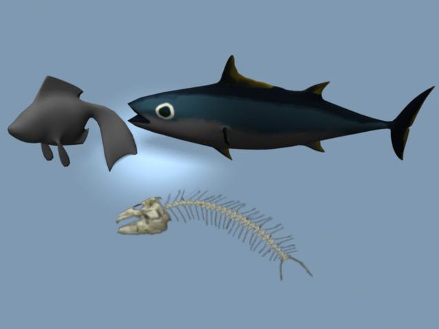 Tuna Bones Goldfish 3d Model