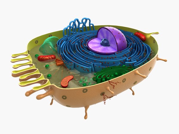 3D model animal cell - TurboSquid 1355814