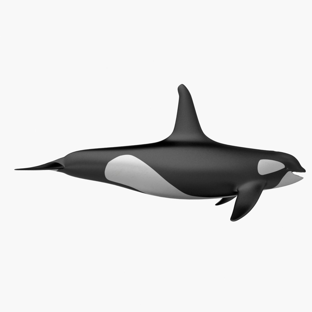 Fbx 3 - Animation