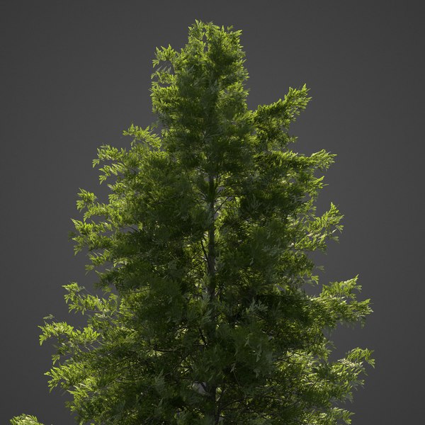 Free Blender Tree Models | TurboSquid