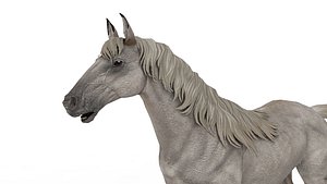 White horse 3D model