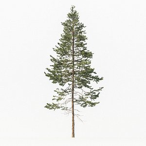 Abies Tree