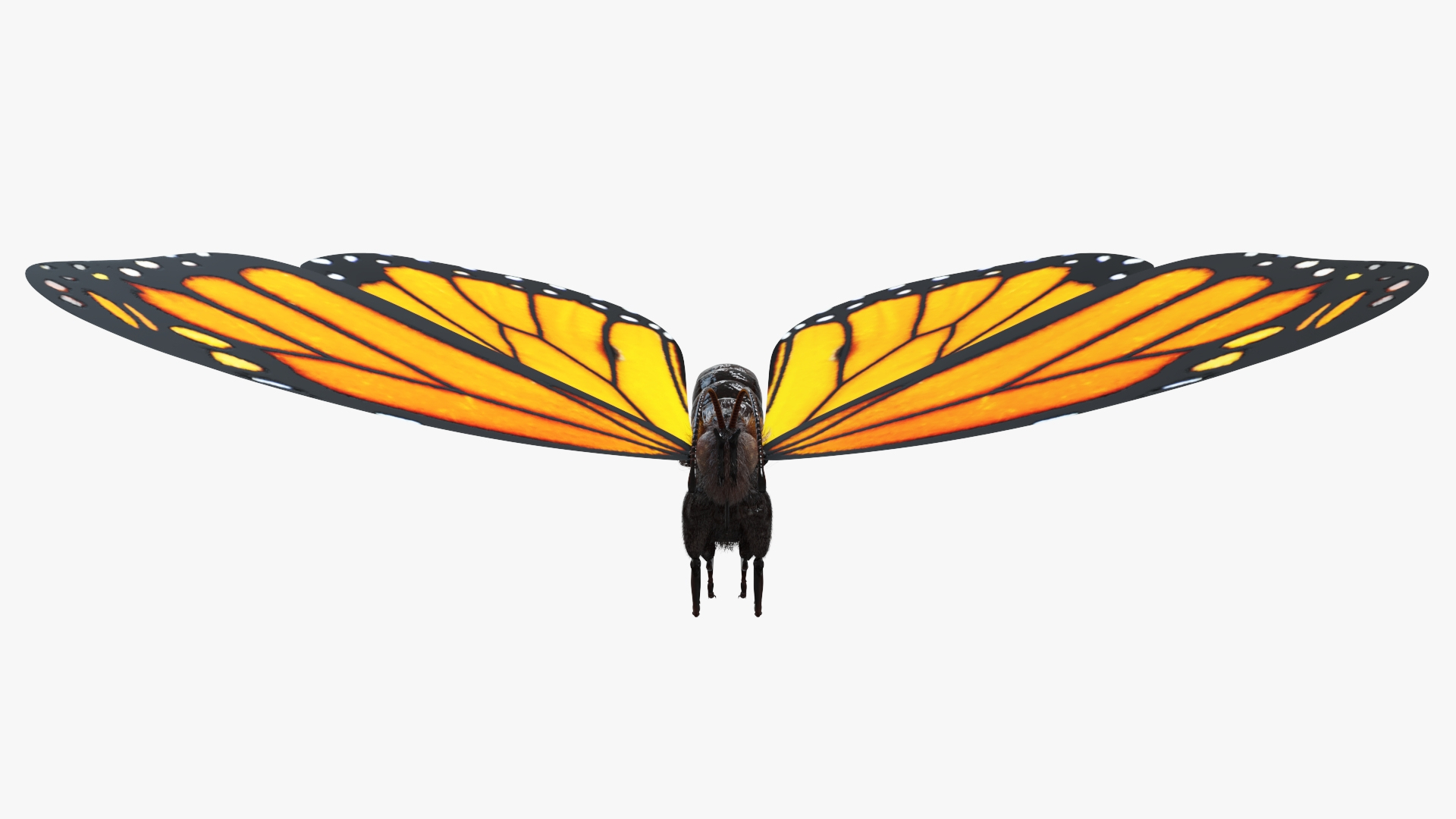 Butterfly Static Model - TurboSquid 2069861