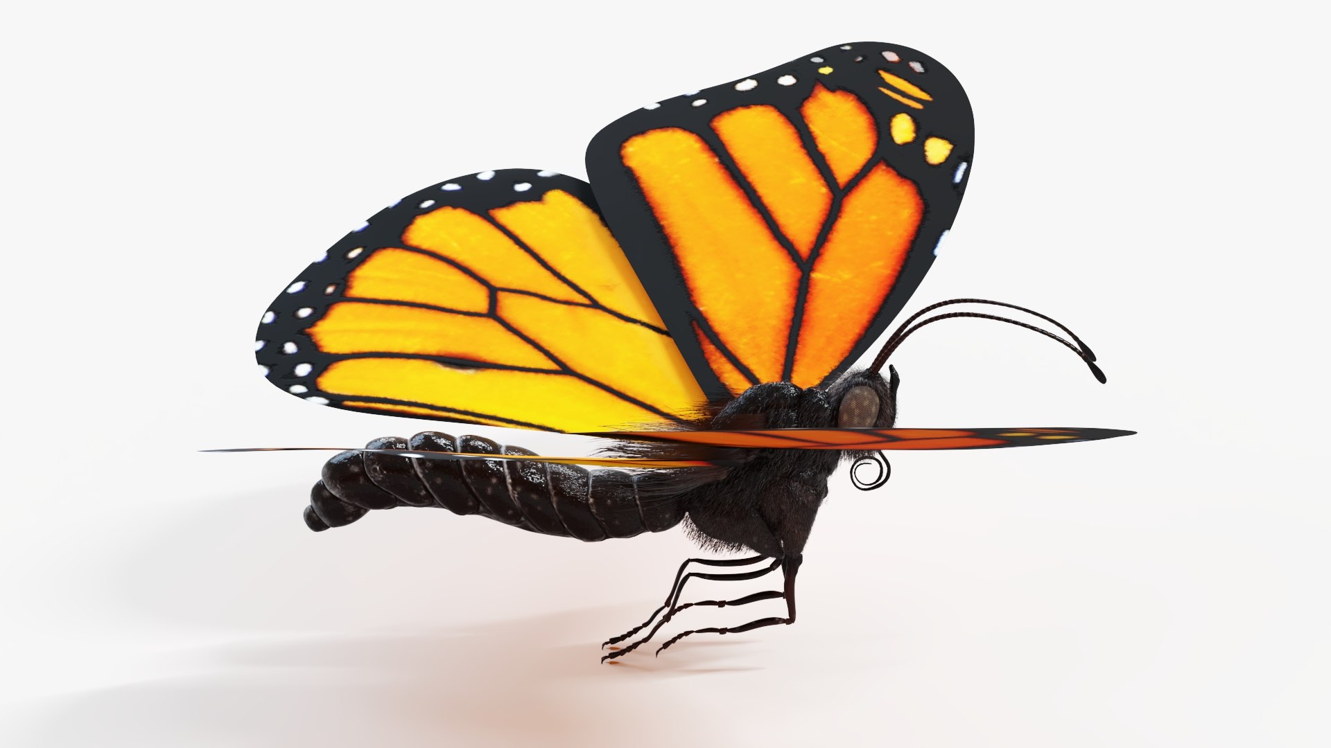 Butterfly Static Model - TurboSquid 2069861