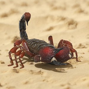 3D Realistic Scorpion Strikes Animated Rigged model
