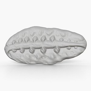 Ancient Fossil 2007