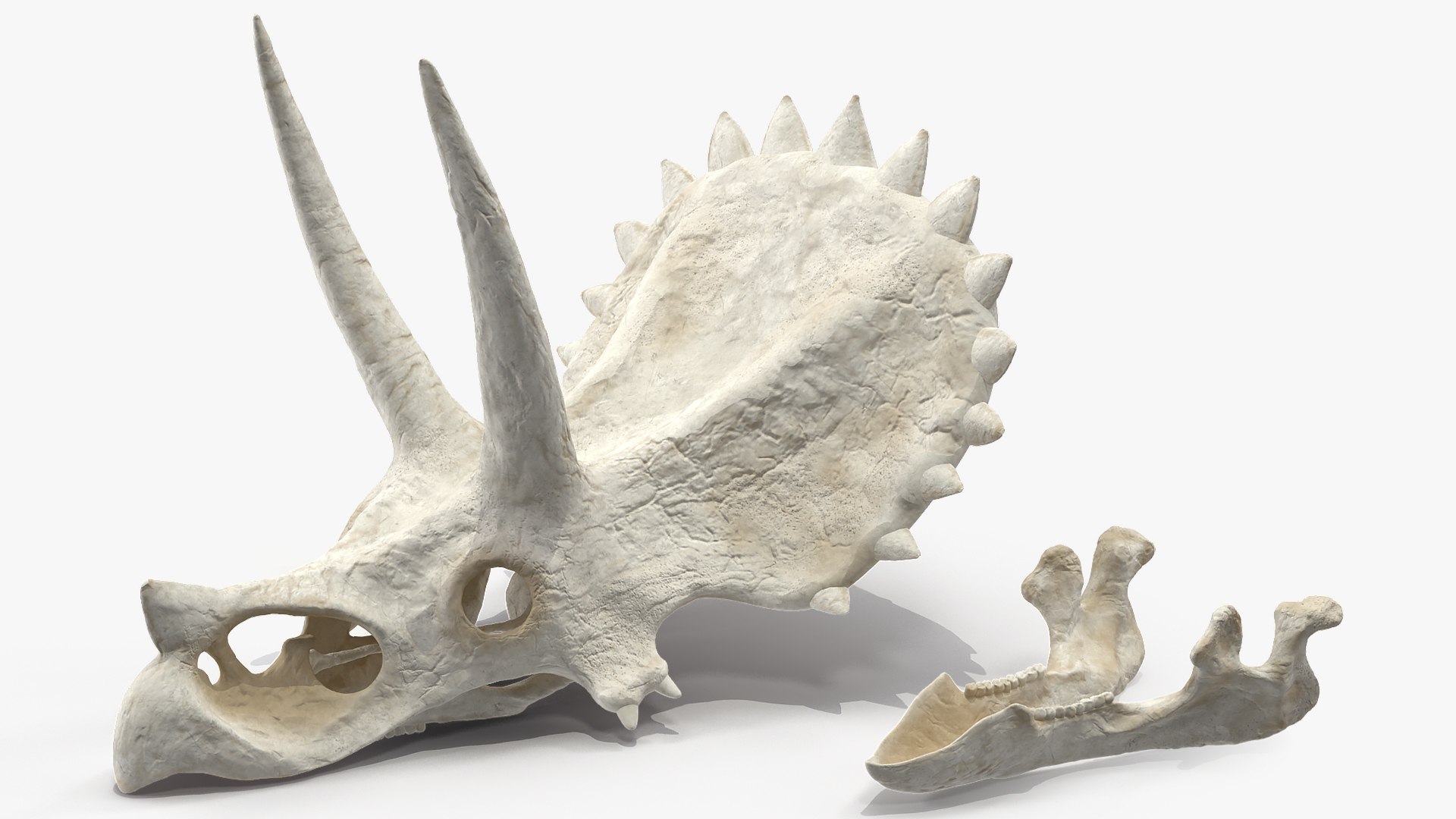 triceratops skull animal 3D model https://p.turbosquid.com/ts-thumb/9B/nMiblp/0RxyzNtP/triceratopsskullc4dmodel008/jpg/1580734167/1920x1080/fit_q87/5113b8d07e35bd9f77c187b2f0194026b6d34035/triceratopsskullc4dmodel008.jpg