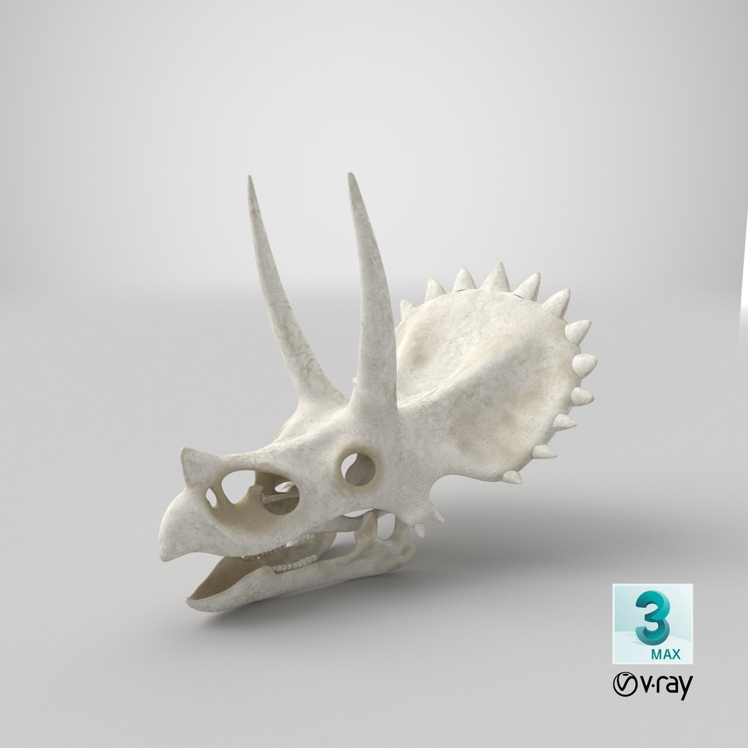 triceratops skull animal 3D model https://p.turbosquid.com/ts-thumb/9B/nMiblp/30/stemcell_max_vray_render/png/1633361502/1920x1080/fit_q87/f7e813ee7f36d4c3d42847d2520508fbac8dc452/stemcell_max_vray_render.jpg