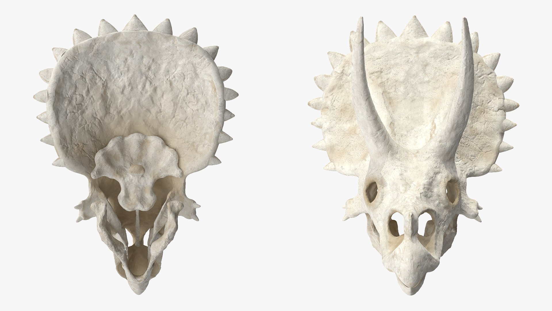 triceratops skull animal 3D model https://p.turbosquid.com/ts-thumb/9B/nMiblp/3DfPx0EL/triceratopsskullc4dmodel003/jpg/1580734138/1920x1080/fit_q87/382e6a7b219dd35a411642355359303ab914fcf0/triceratopsskullc4dmodel003.jpg