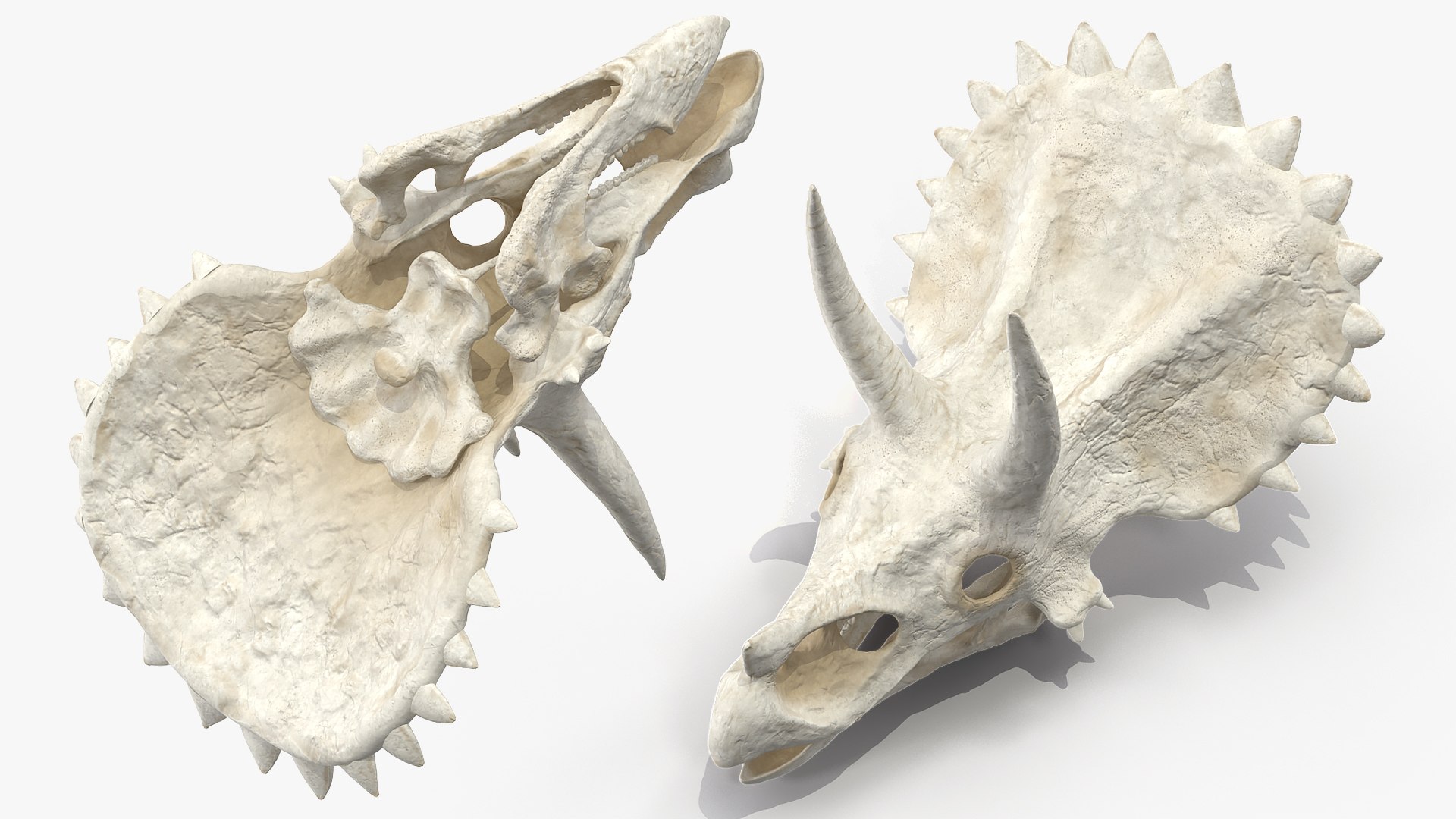triceratops skull animal 3D model https://p.turbosquid.com/ts-thumb/9B/nMiblp/COSCVK47/triceratopsskullc4dmodel005/jpg/1580734150/1920x1080/fit_q87/75215eea5f19904a096631bd5893ed1d5d26ab2f/triceratopsskullc4dmodel005.jpg