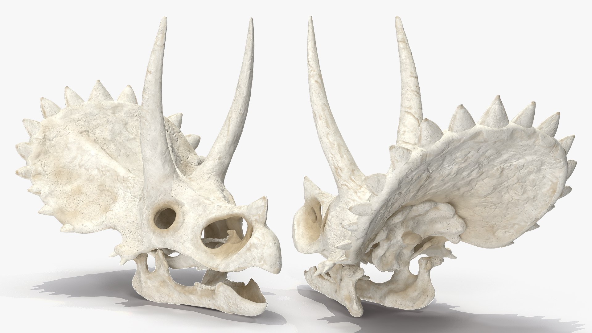 triceratops skull animal 3D model https://p.turbosquid.com/ts-thumb/9B/nMiblp/HctzbVDj/triceratopsskullc4dmodel004/jpg/1580734145/1920x1080/fit_q87/8507adf4063a798257e3cdb7c53fb57c3fedf37e/triceratopsskullc4dmodel004.jpg