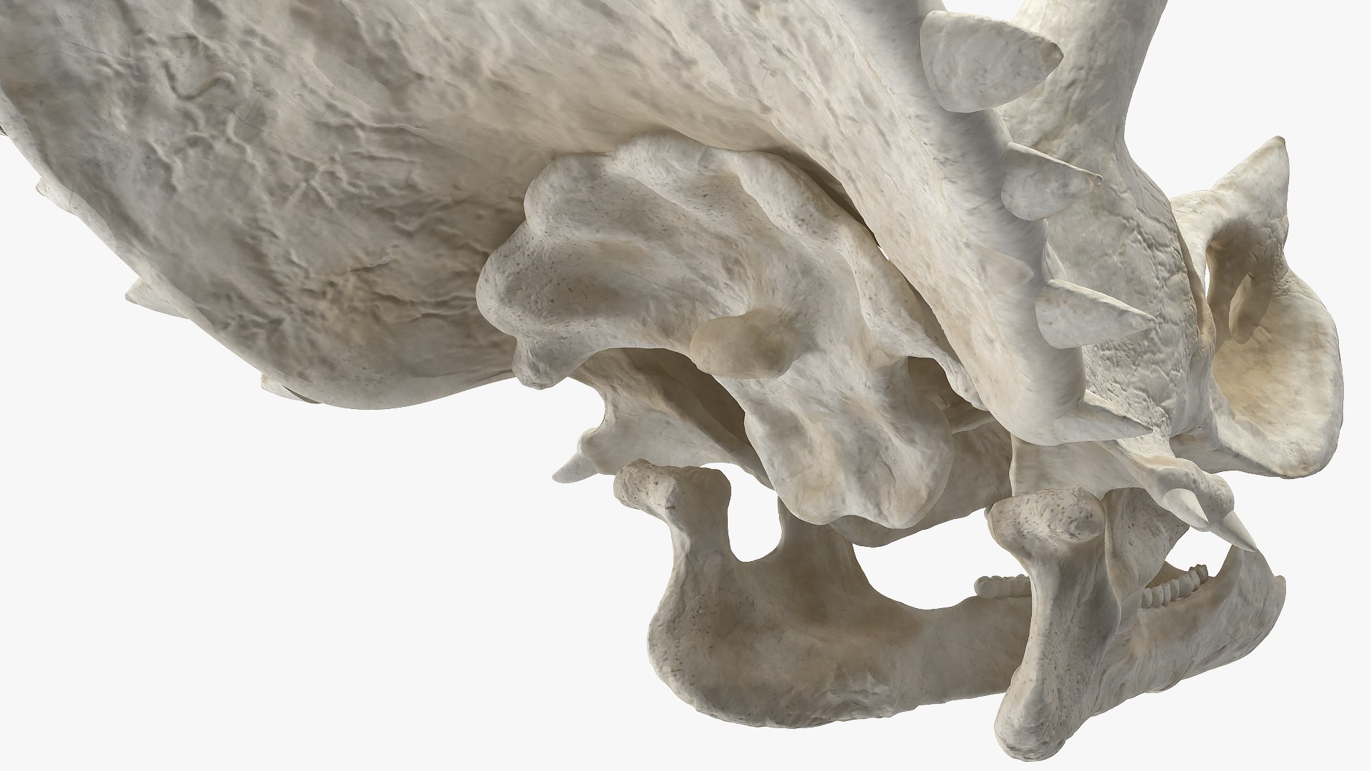 triceratops skull animal 3D model https://p.turbosquid.com/ts-thumb/9B/nMiblp/N7GuM8Dm/triceratopsskullc4dmodel010/jpg/1580734179/1920x1080/fit_q87/5c3465fa1b29089f6055377ebf25c0dba4f85b27/triceratopsskullc4dmodel010.jpg