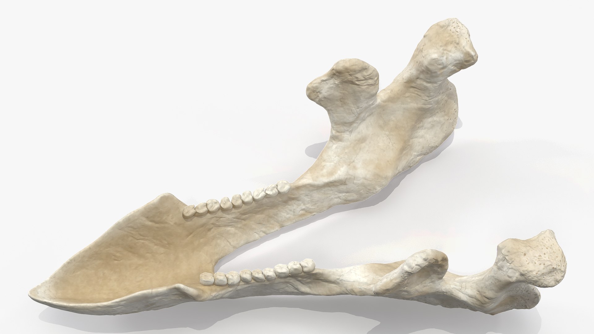 triceratops skull animal 3D model https://p.turbosquid.com/ts-thumb/9B/nMiblp/QEE85Jtt/triceratopsskullc4dmodel011/jpg/1580734184/1920x1080/fit_q87/89d4acc4c52eeb8ff1c32ca3d9bb19dff33d1d36/triceratopsskullc4dmodel011.jpg