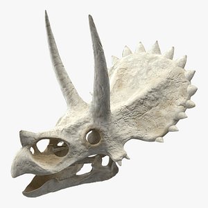 Triceratops Skull