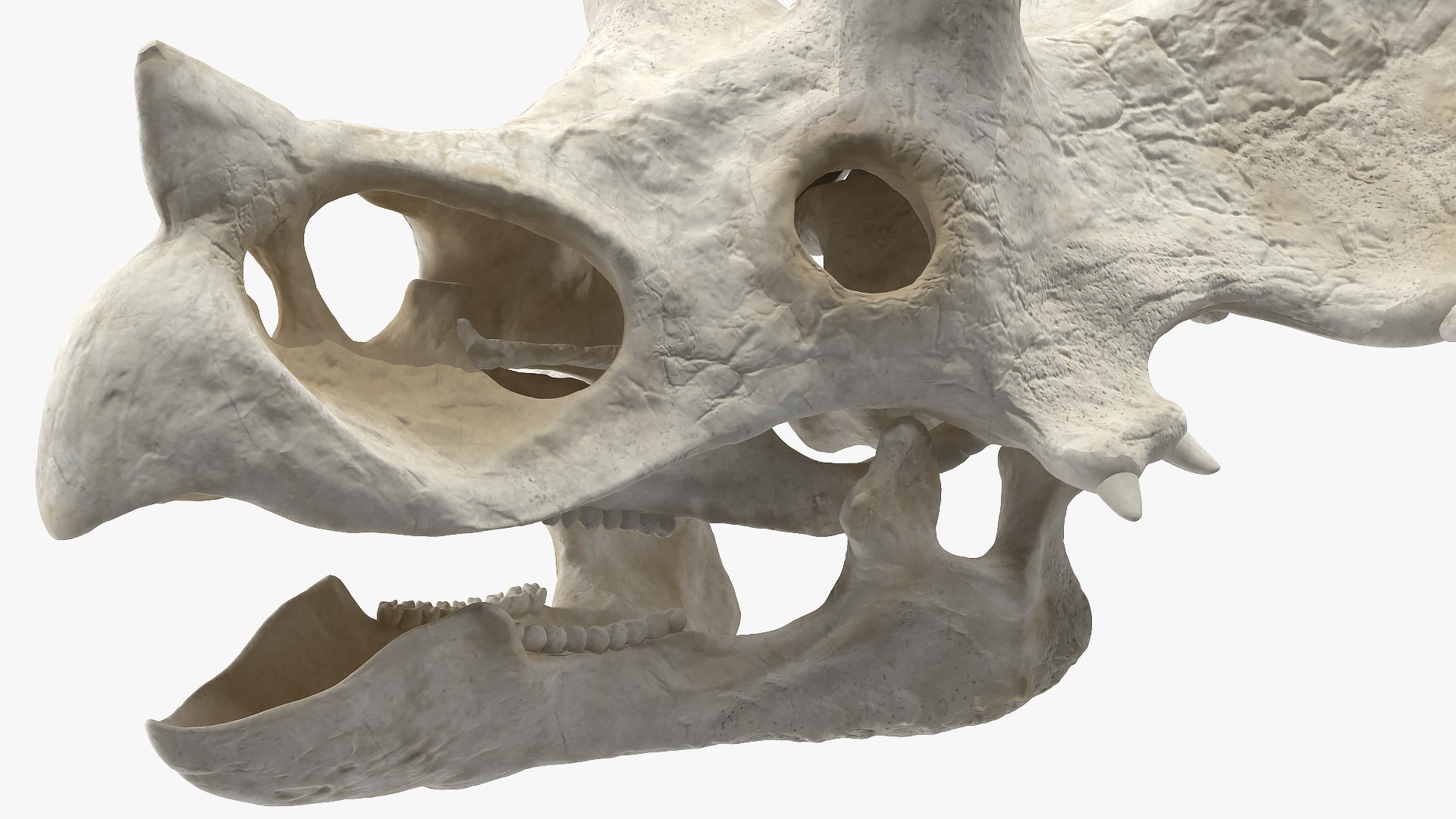 triceratops skull animal 3D model https://p.turbosquid.com/ts-thumb/9B/nMiblp/YoQtREwJ/triceratopsskullc4dmodel009/jpg/1580734173/1920x1080/fit_q87/6c41f9fb24ce5d5e70223093dfe2c3953f462fbd/triceratopsskullc4dmodel009.jpg