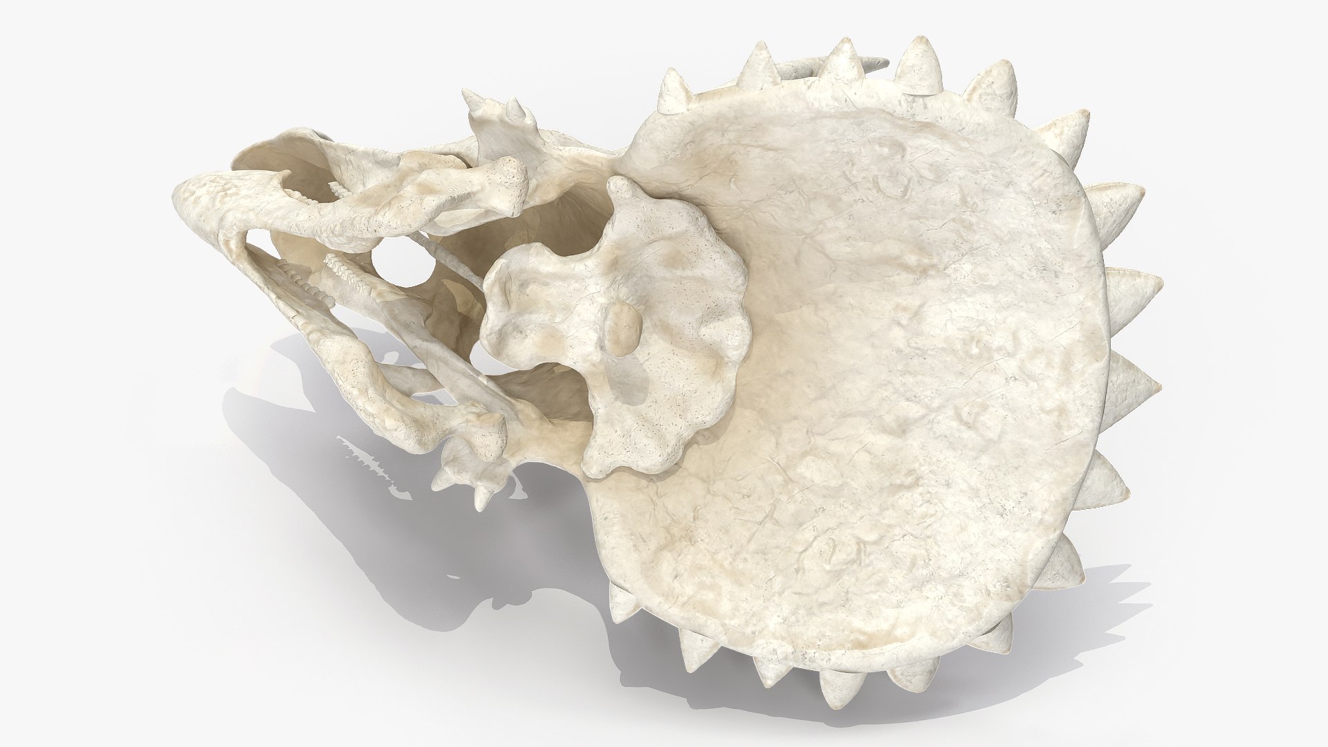 triceratops skull animal 3D model https://p.turbosquid.com/ts-thumb/9B/nMiblp/dSlVU3dg/triceratopsskullc4dmodel007/jpg/1580734162/1920x1080/fit_q87/8f4b9305d17011a71fe3e0b722d7d2f324ec553a/triceratopsskullc4dmodel007.jpg