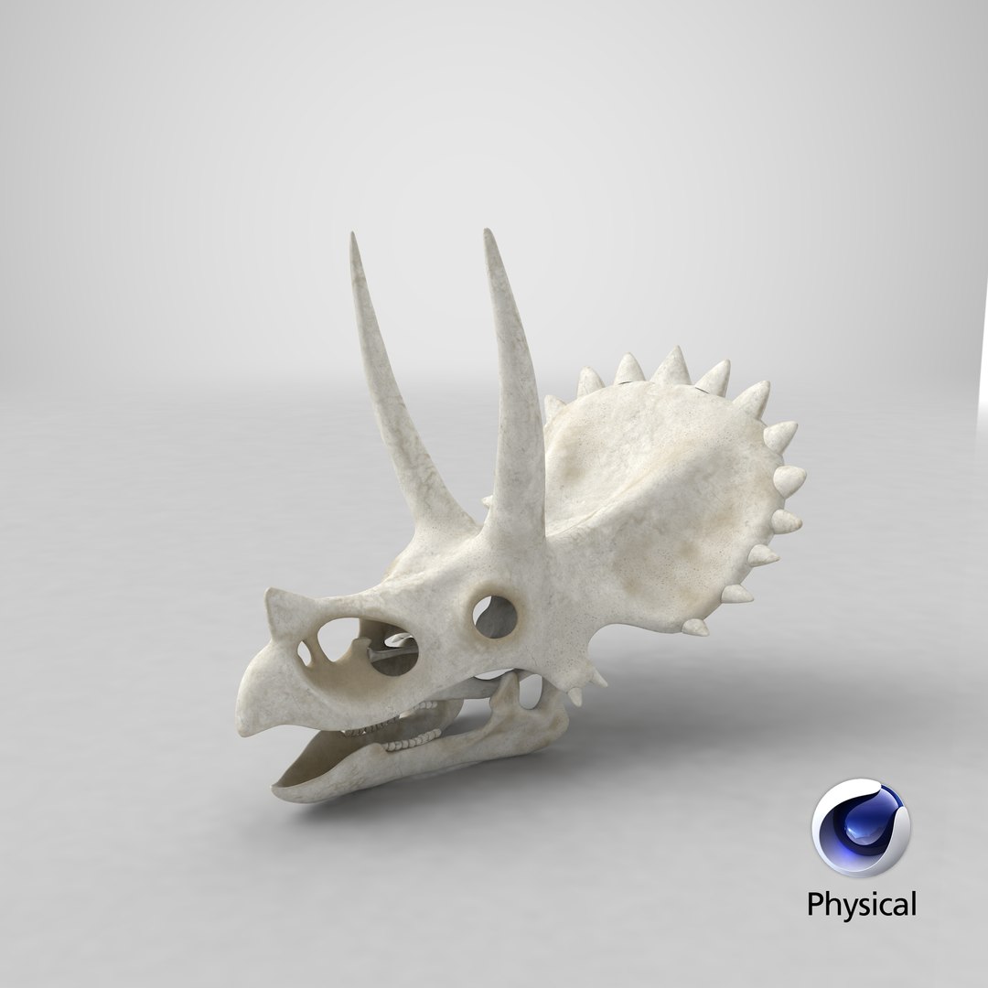 triceratops skull animal 3D model https://p.turbosquid.com/ts-thumb/9B/nMiblp/mX/stemcell_cinema_4d_physical_render/png/1633361495/1920x1080/fit_q87/47e7b7d3181350e4fe9e4ace8a100f61adbd0e4a/stemcell_cinema_4d_physical_render.jpg