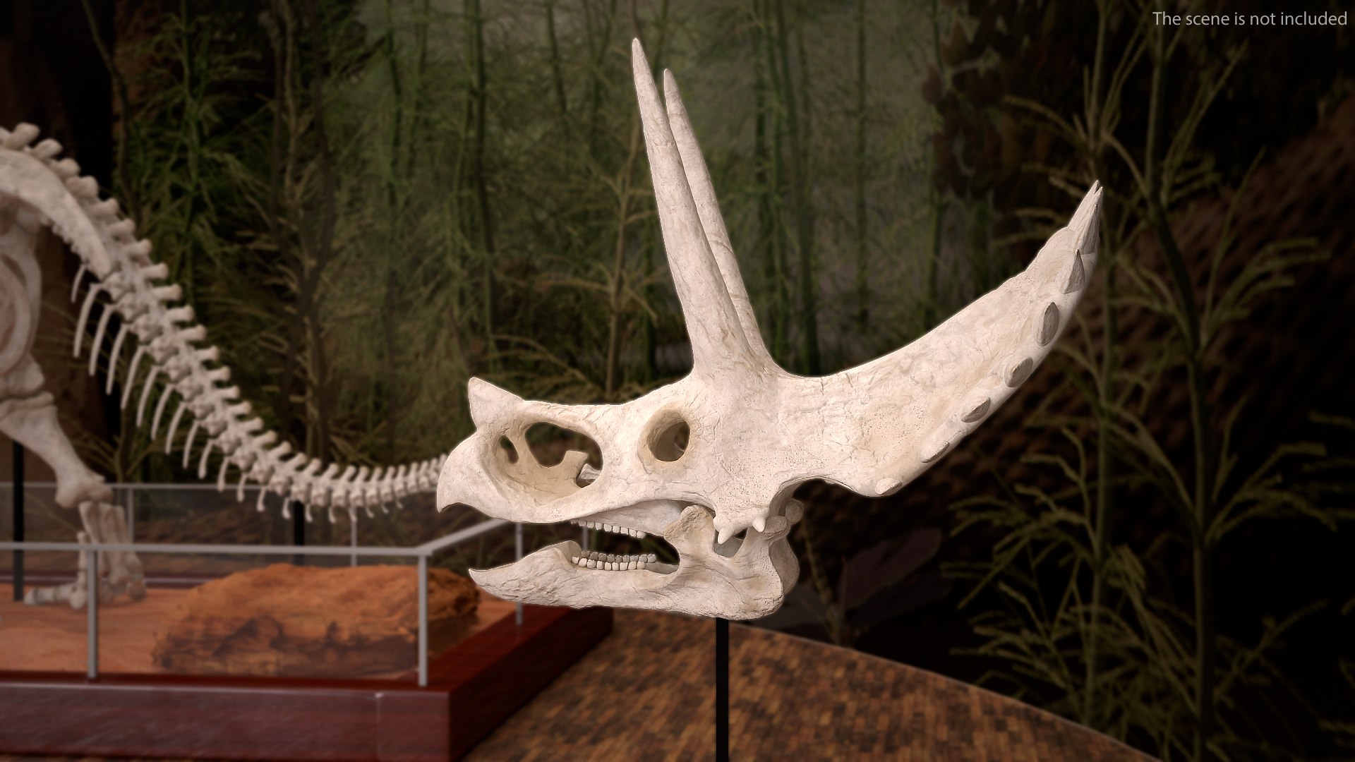triceratops skull animal 3D model https://p.turbosquid.com/ts-thumb/9B/nMiblp/r8Xyc4hU/triceratopsskullc4dmodel002/jpg/1580734132/1920x1080/fit_q87/c2c692e25fe6c26fb7b108c14429388995eca6b4/triceratopsskullc4dmodel002.jpg