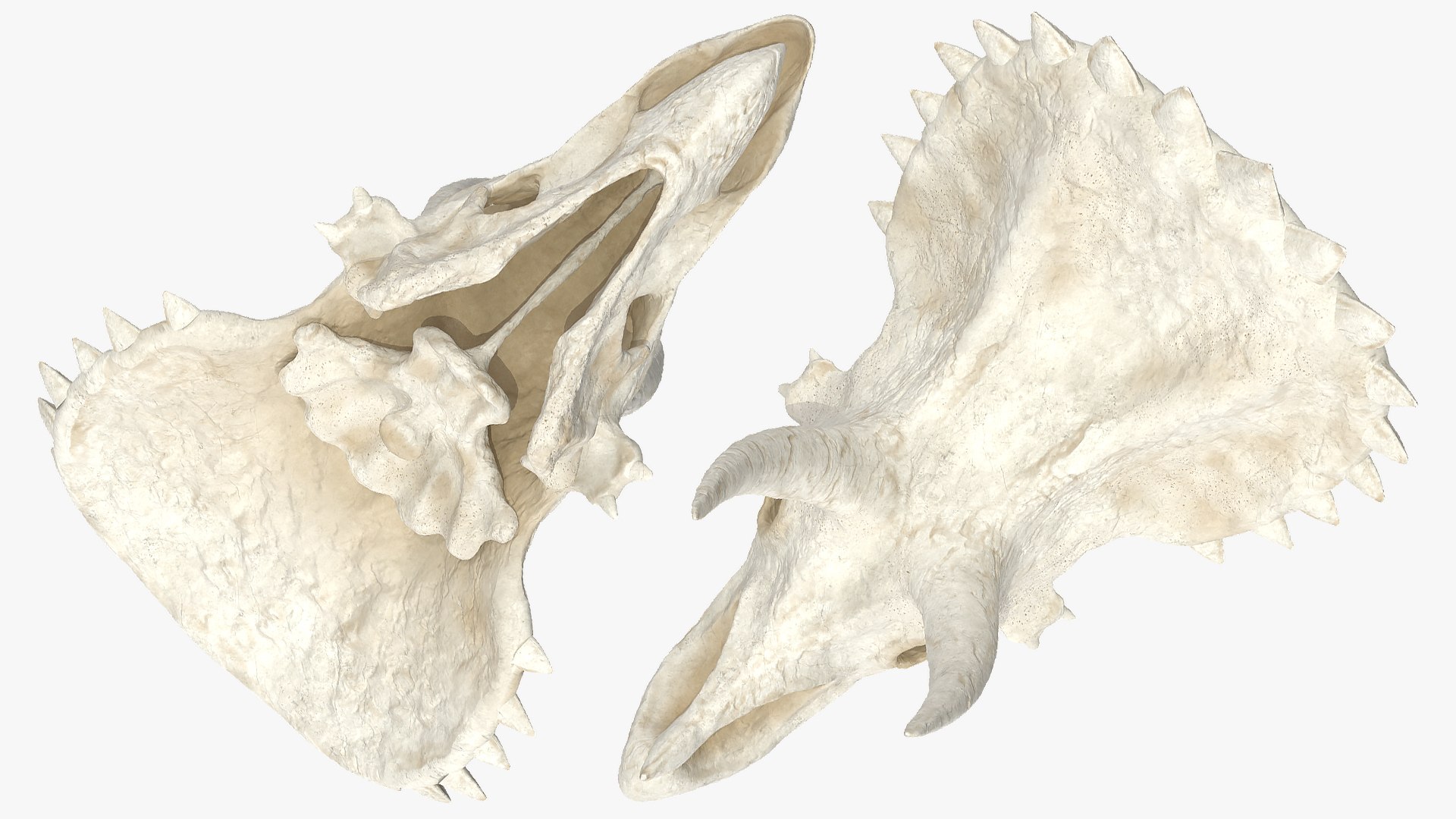 triceratops skull animal 3D model https://p.turbosquid.com/ts-thumb/9B/nMiblp/t5VpVG8Z/triceratopsskullc4dmodel006/jpg/1580734156/1920x1080/fit_q87/75185a938a54216495c42f265faaca9effa7fb30/triceratopsskullc4dmodel006.jpg