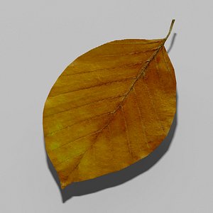 3ds common beech tree leaf
