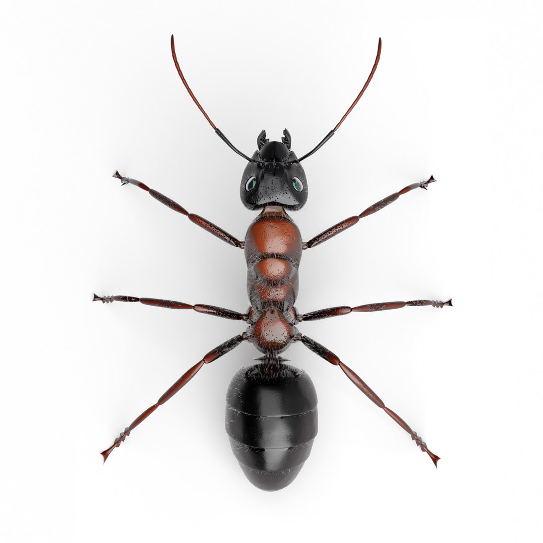 3D ANT - TurboSquid 2081461