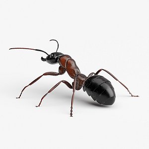 3D ANT