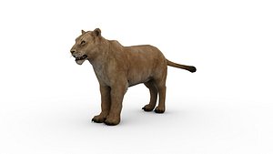 3D Lion  3D model model