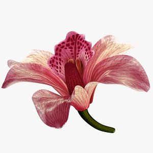 Beautiful Animated Orchid Flower 3D model