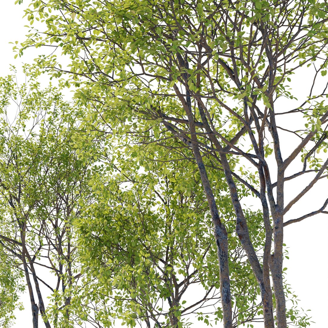 Prunus maritima model https://p.turbosquid.com/ts-thumb/9C/3TbaMv/7F/preview4pme/jpg/1661694789/1920x1080/fit_q87/4ce2f7922fbad021f30494cd87772a2b9a457821/preview4pme.jpg