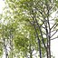 Prunus maritima