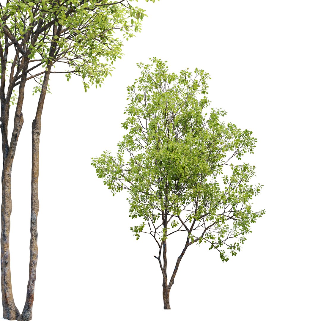 Prunus maritima model https://p.turbosquid.com/ts-thumb/9C/3TbaMv/Bu/preview7pme/jpg/1658648398/1920x1080/fit_q87/f578e1342920bb4b32ec87acb96b61cbfc54e599/preview7pme.jpg
