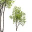 Prunus maritima