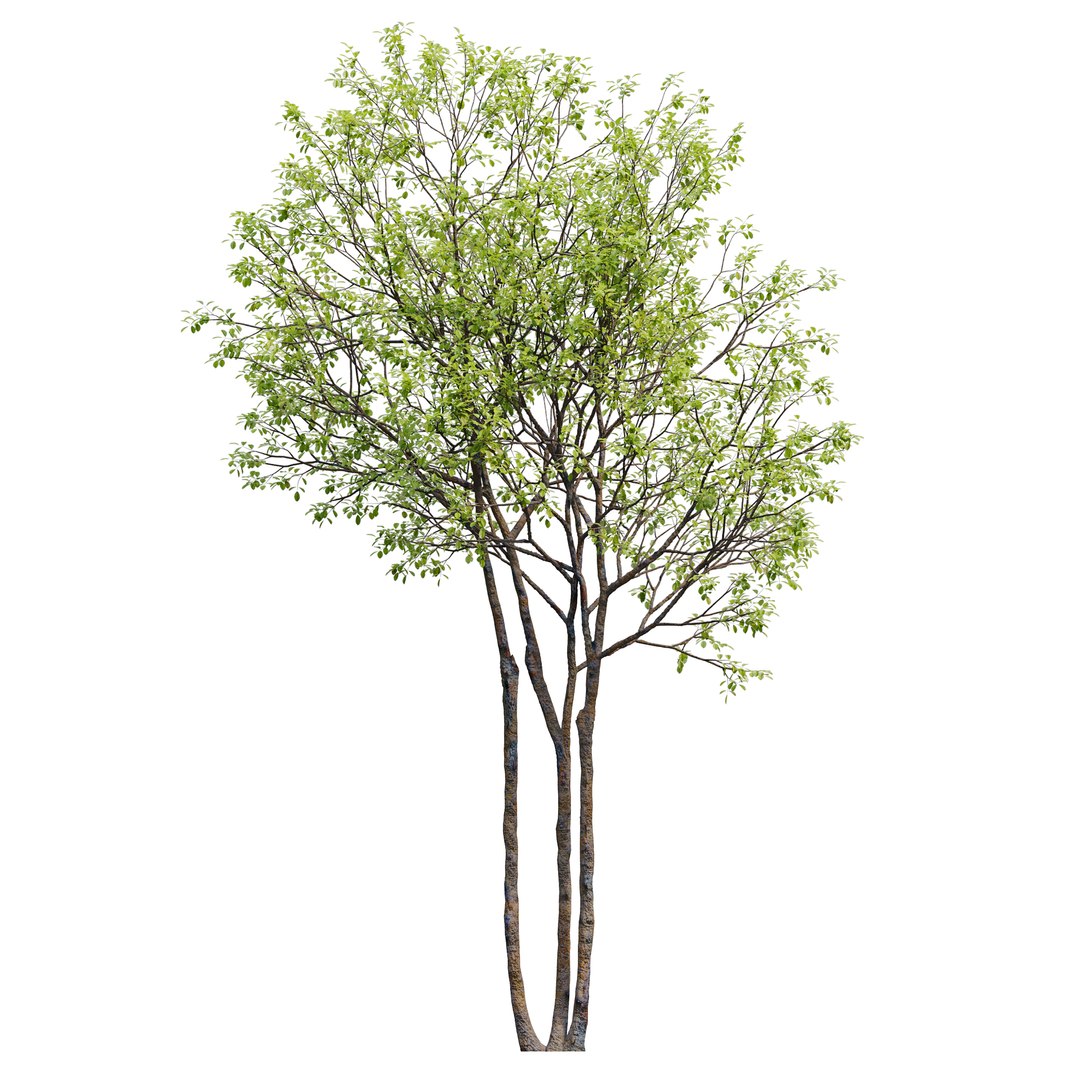 Prunus maritima model https://p.turbosquid.com/ts-thumb/9C/3TbaMv/F6/preview6pme/jpg/1658648397/1920x1080/fit_q87/818f5ca2329c16ef04ab5395849e7c69d7b25b24/preview6pme.jpg