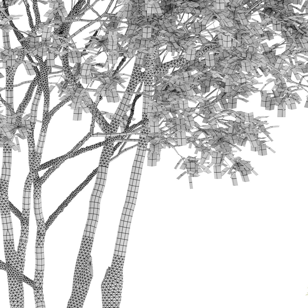 Prunus maritima model https://p.turbosquid.com/ts-thumb/9C/3TbaMv/RA/preview5pme/jpg/1658648396/1920x1080/fit_q87/b4e47e55dd24c5b5787b6418fc66249625cf5684/preview5pme.jpg