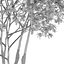 Prunus maritima