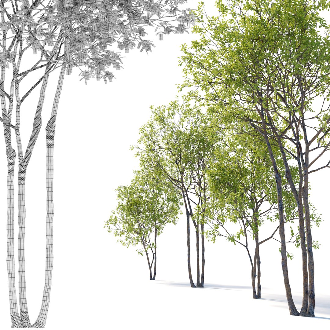 Prunus maritima model https://p.turbosquid.com/ts-thumb/9C/3TbaMv/rd/preview3pme/jpg/1658648396/1920x1080/fit_q87/8bdfd67fe4e13ce8411df9bd68dbd8413d43e33b/preview3pme.jpg