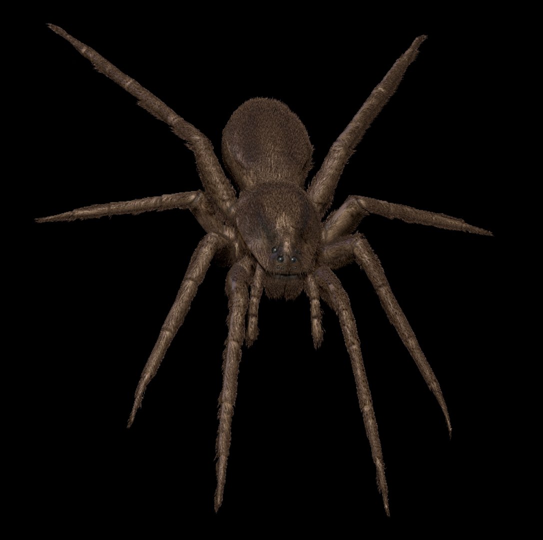 Spider Bug Insect 3D Model - TurboSquid 1283974
