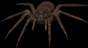 spider