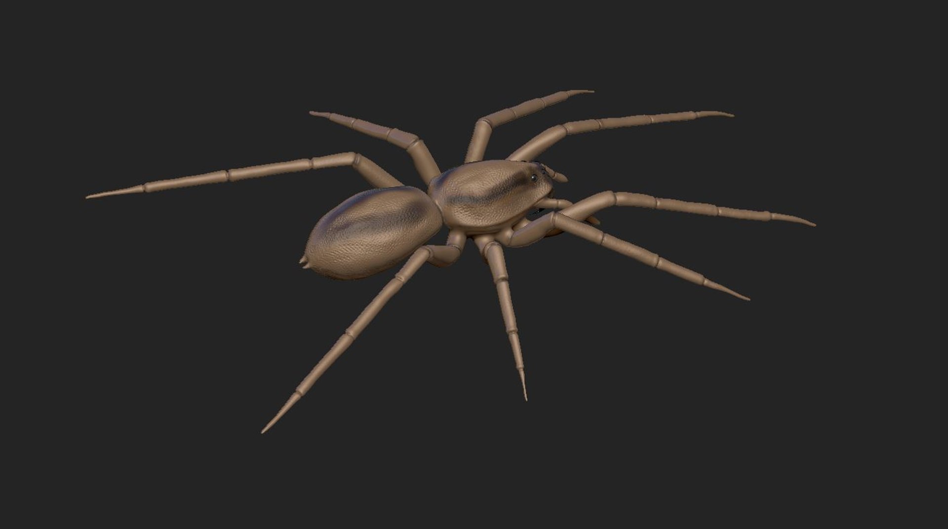 Spider Bug Insect 3D Model - TurboSquid 1283974