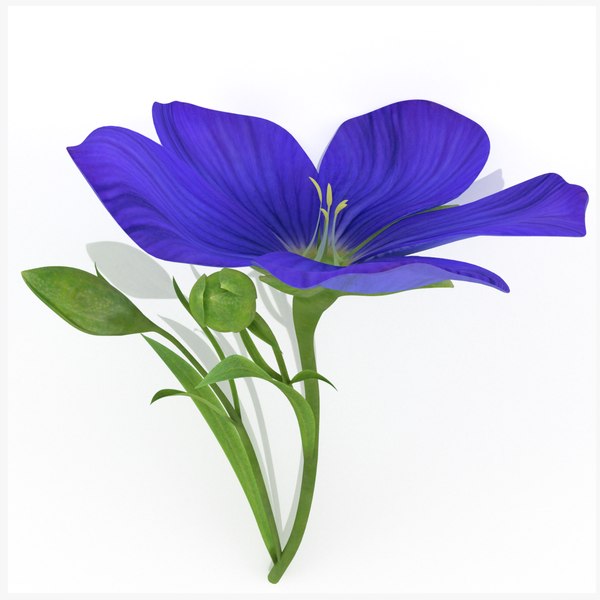 linum flower flax plant 3D model