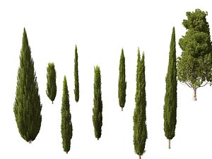 Cupressus sempervirens - Italian cypress 3D