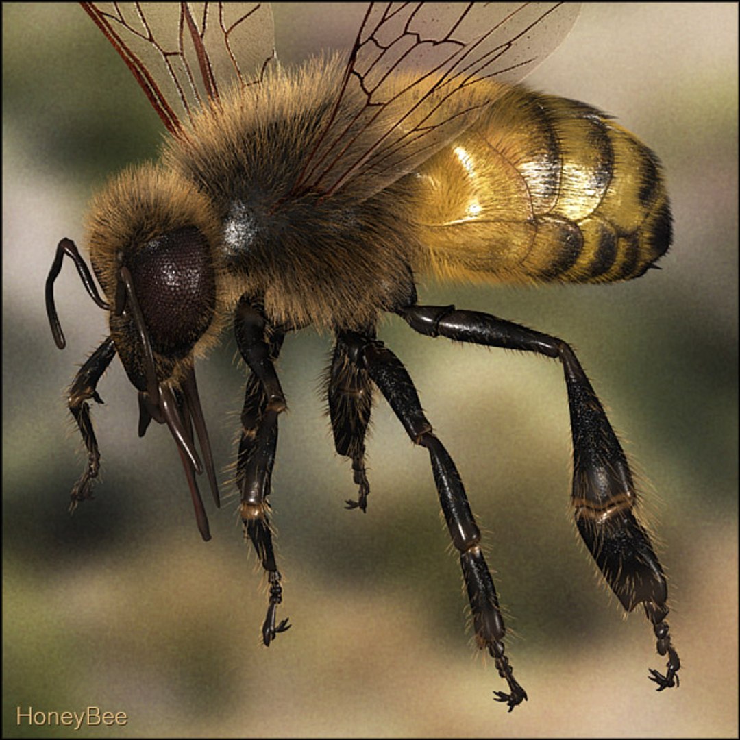 Honey Bee 3D Model - TurboSquid 532465