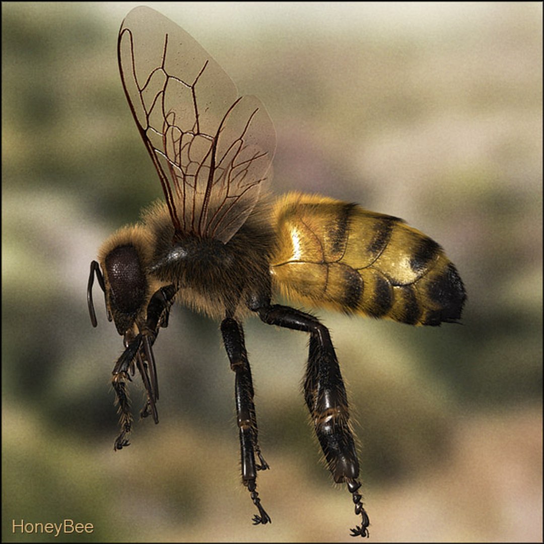 Honey Bee 3D Model - TurboSquid 532465