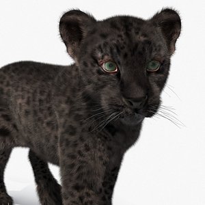 Black Leopard Cub with Fur for Cinema 4D Rigged
